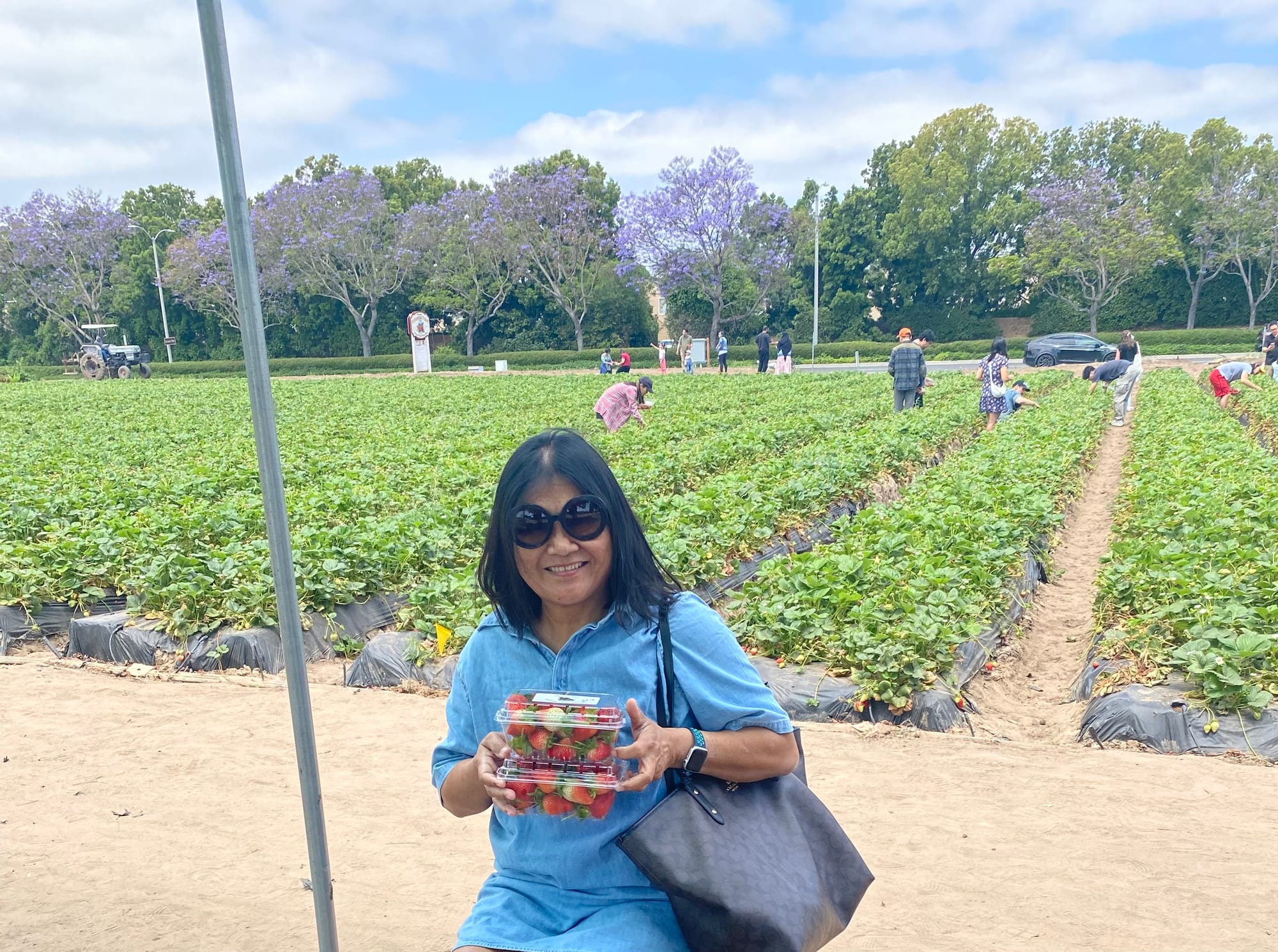 Leni picking strawberries in California. May 2024 - Just before Cancer stopped her walking.